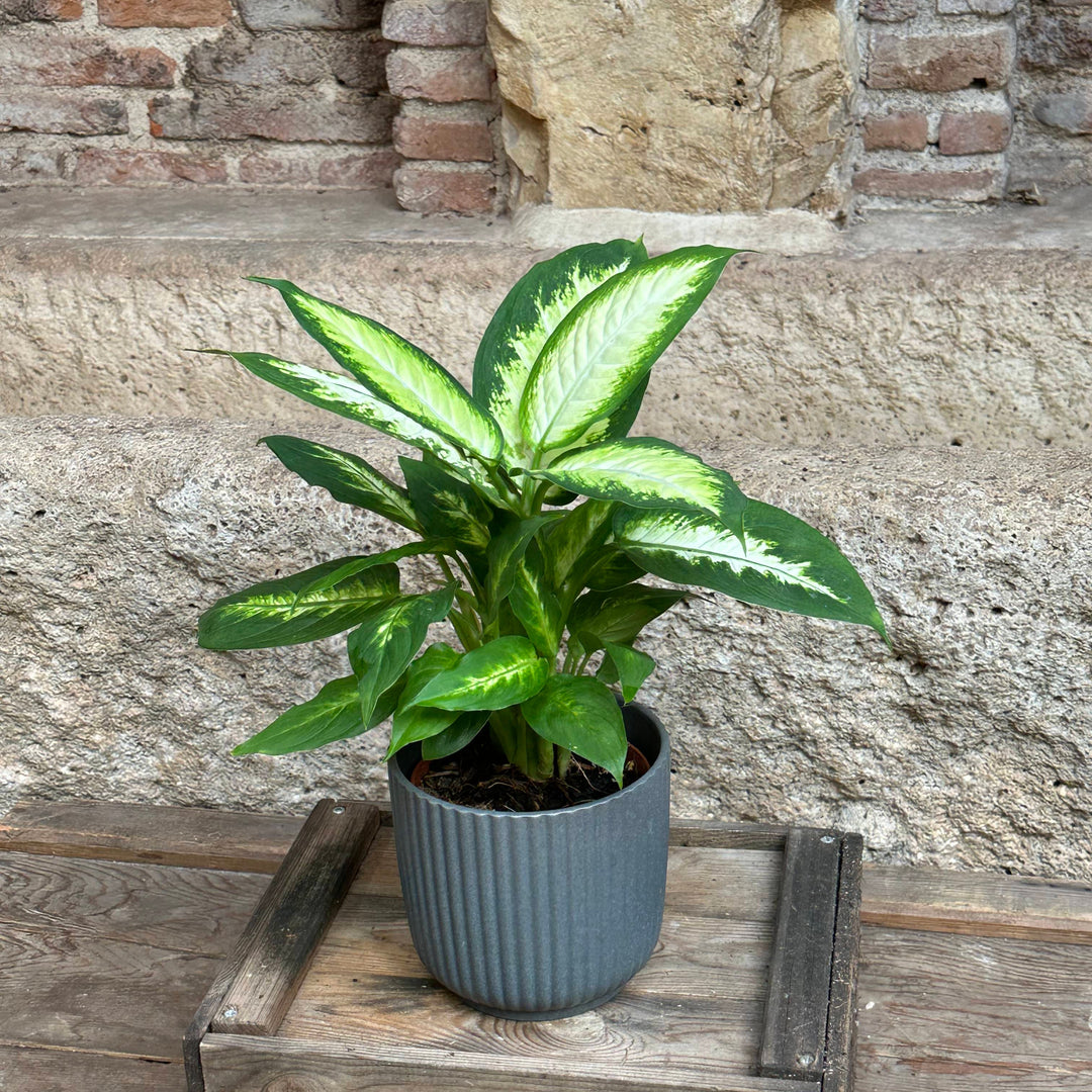 Dieffenbachia - Camilla (tamaño S)
