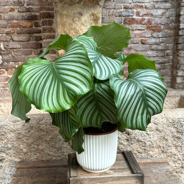 Calathea - Orbifolia (tamaño L)