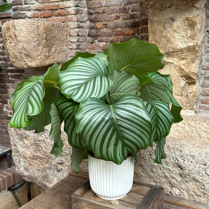 Calathea - Orbifolia (tamaño L)