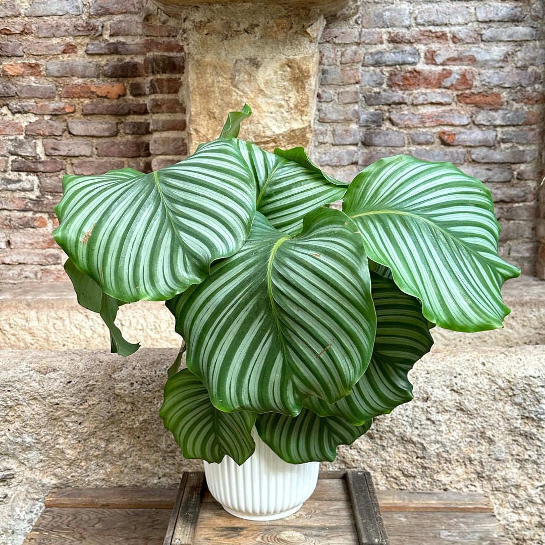 Calathea - Orbifolia (tamaño L)