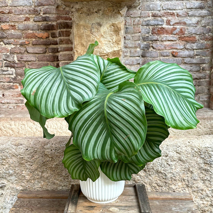 Calathea - Orbifolia (tamaño L)