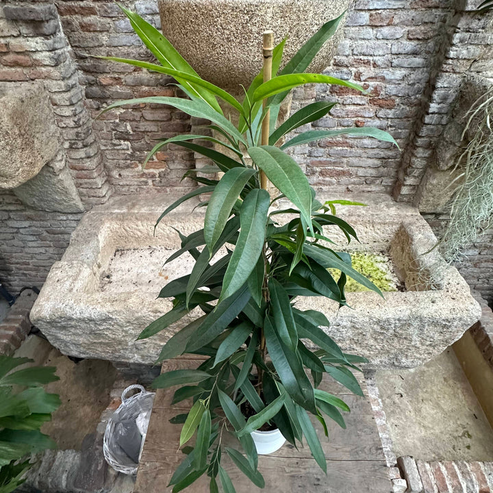 Ficus maclellandii  XL