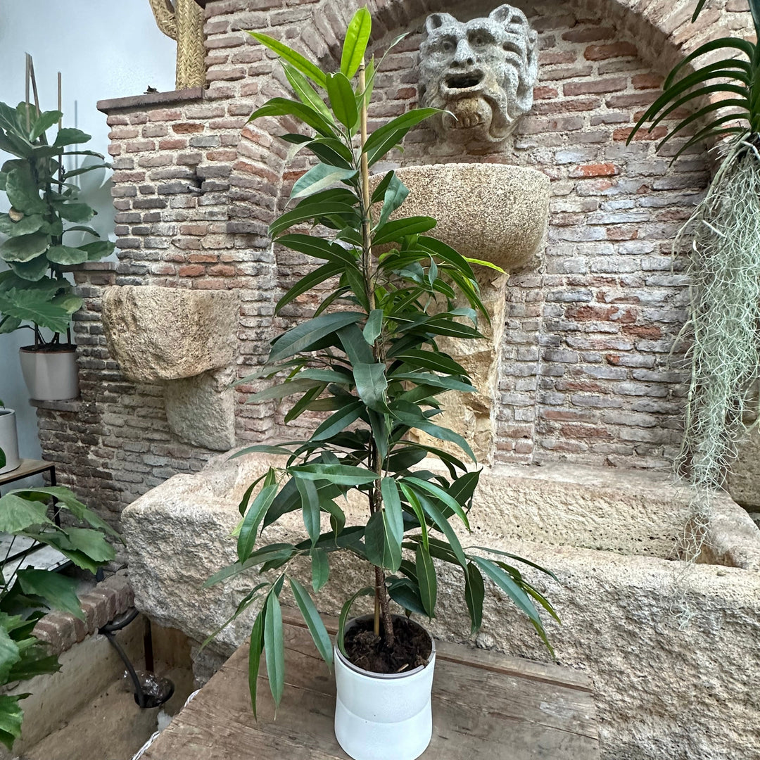 Ficus maclellandii  XL