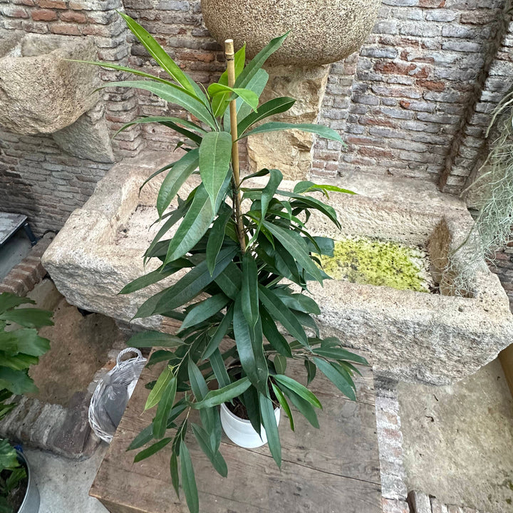 Ficus maclellandii  XL