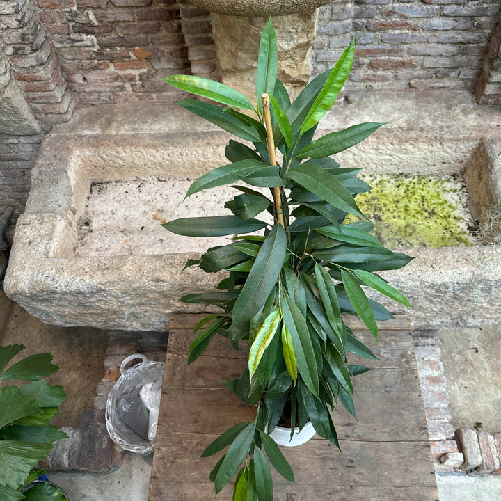 Ficus maclellandii  XL