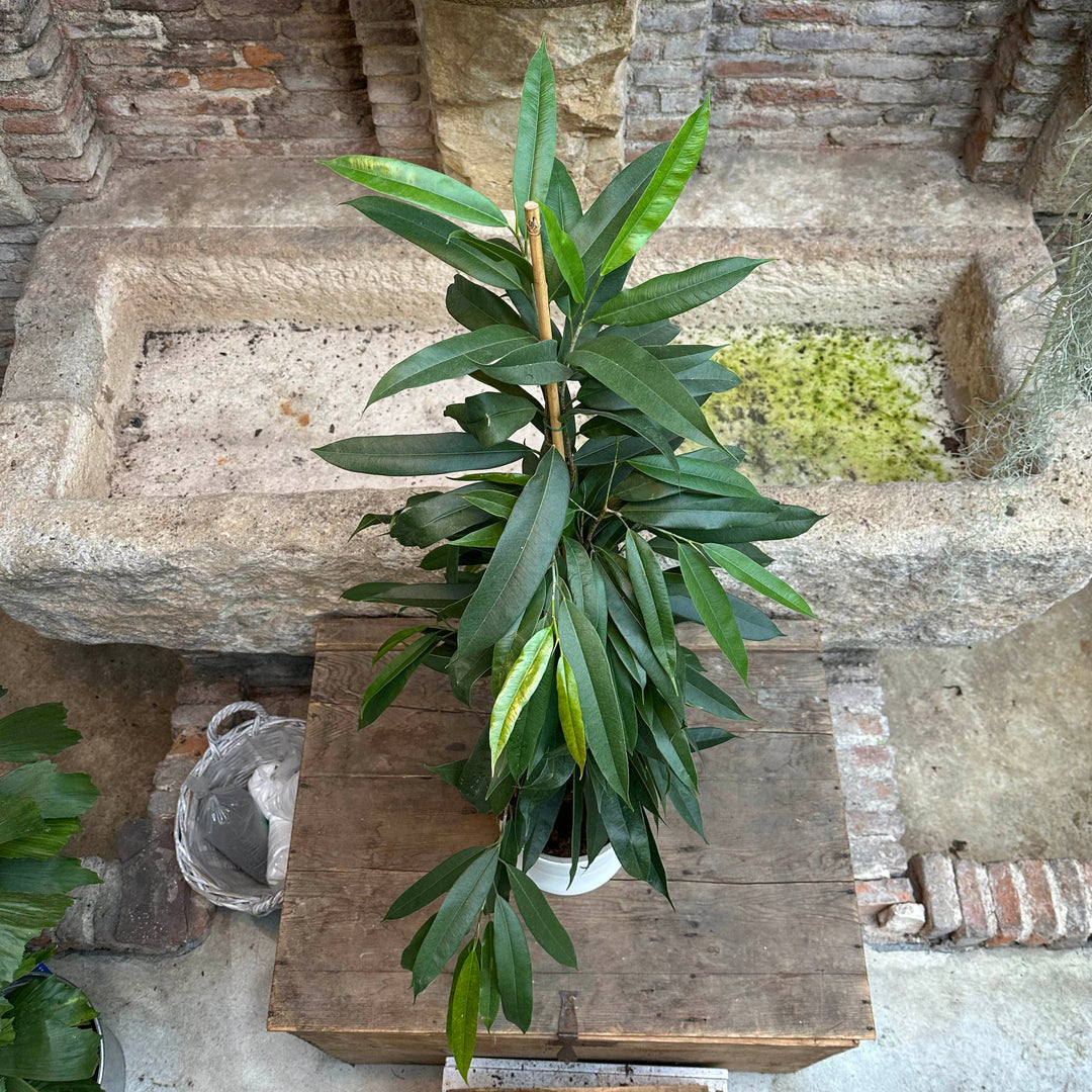 Ficus maclellandii  XL