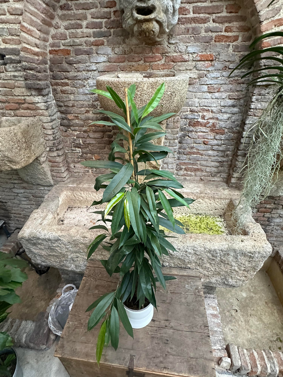 Ficus maclellandii  XL