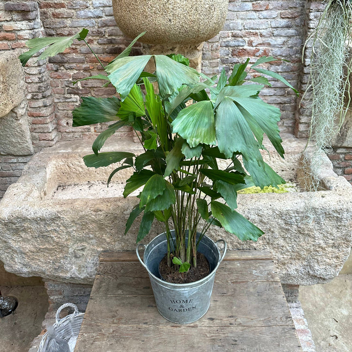 Caryota mitis - XL