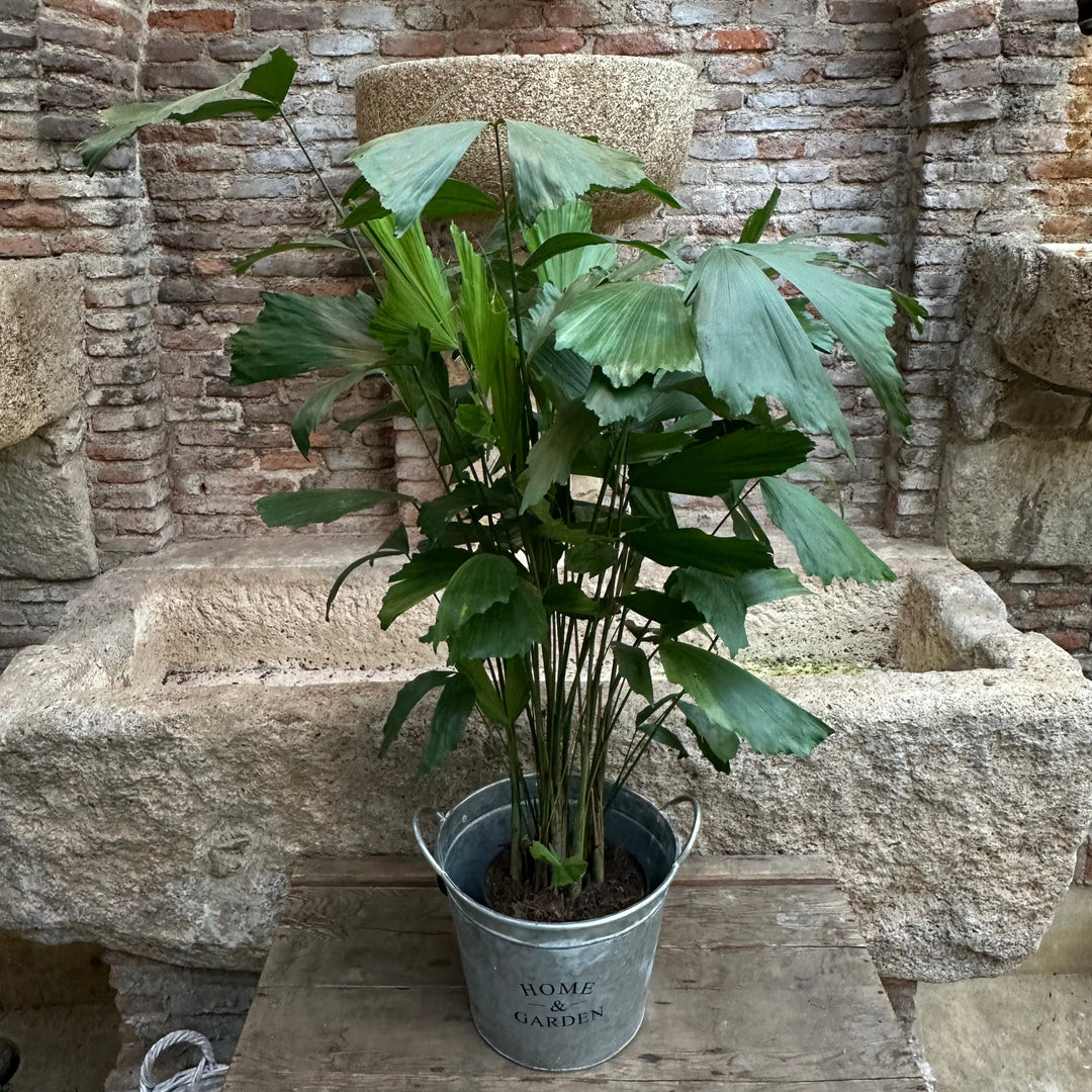 Caryota mitis - XL