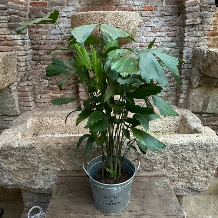 Caryota mitis - XL
