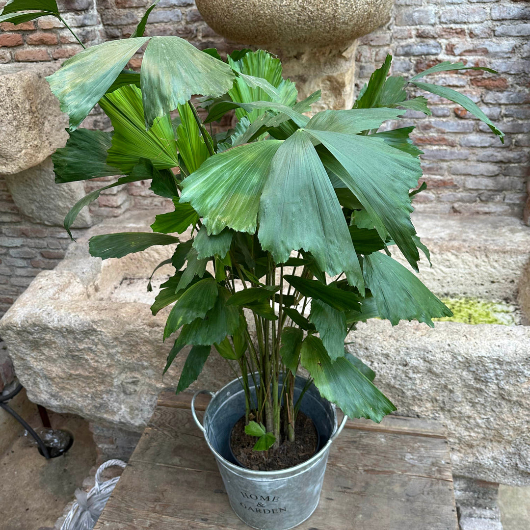 Caryota mitis - XL