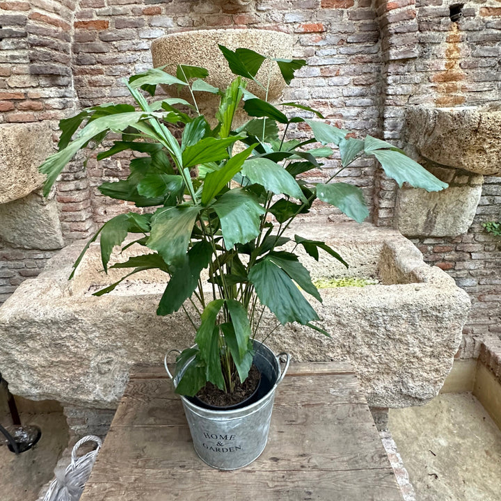 Caryota mitis - XL