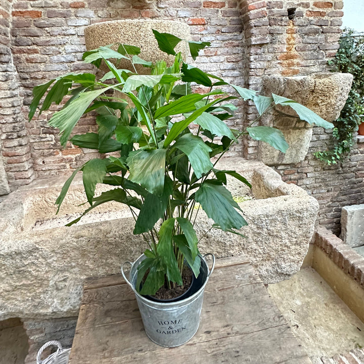 Caryota mitis - XL