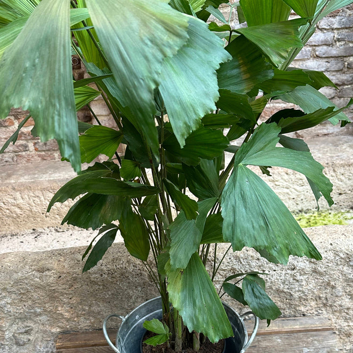 Caryota mitis - XL