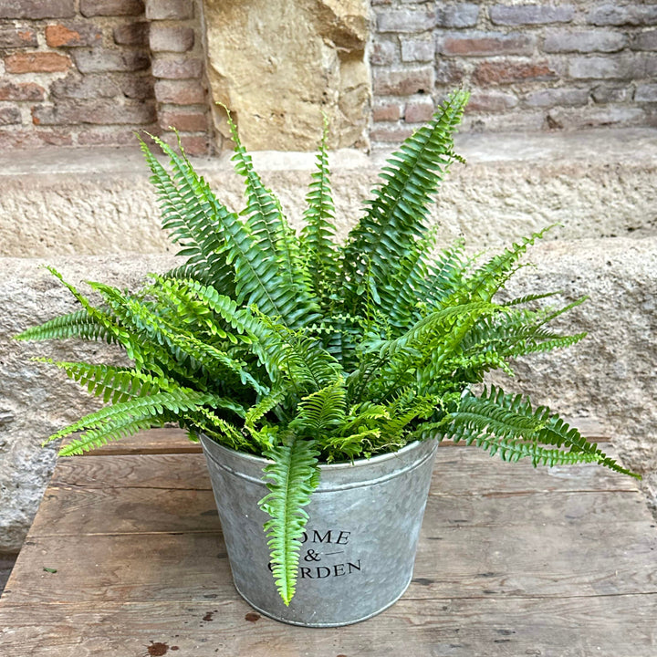 Nephrolepis exaltata (Helecho de Boston)