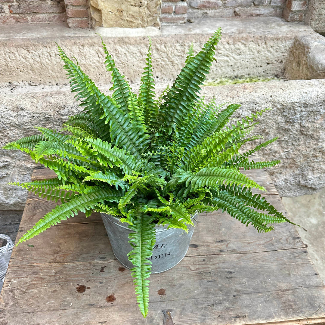 Nephrolepis exaltata (Helecho de Boston)