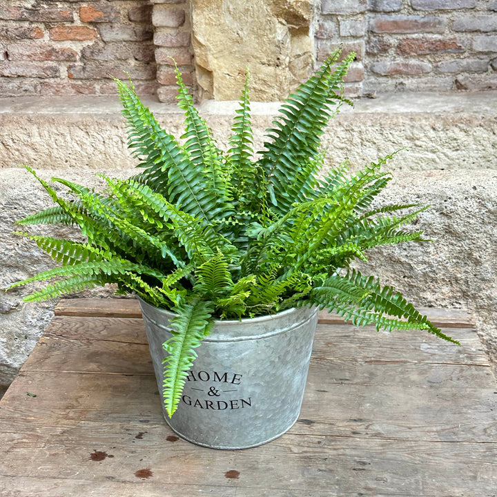 Nephrolepis exaltata (Helecho de Boston)