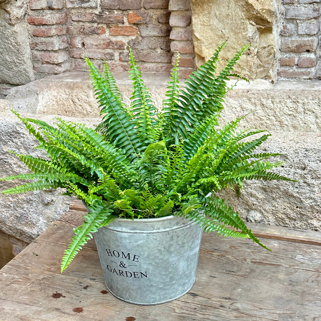 Nephrolepis exaltata (Helecho de Boston)