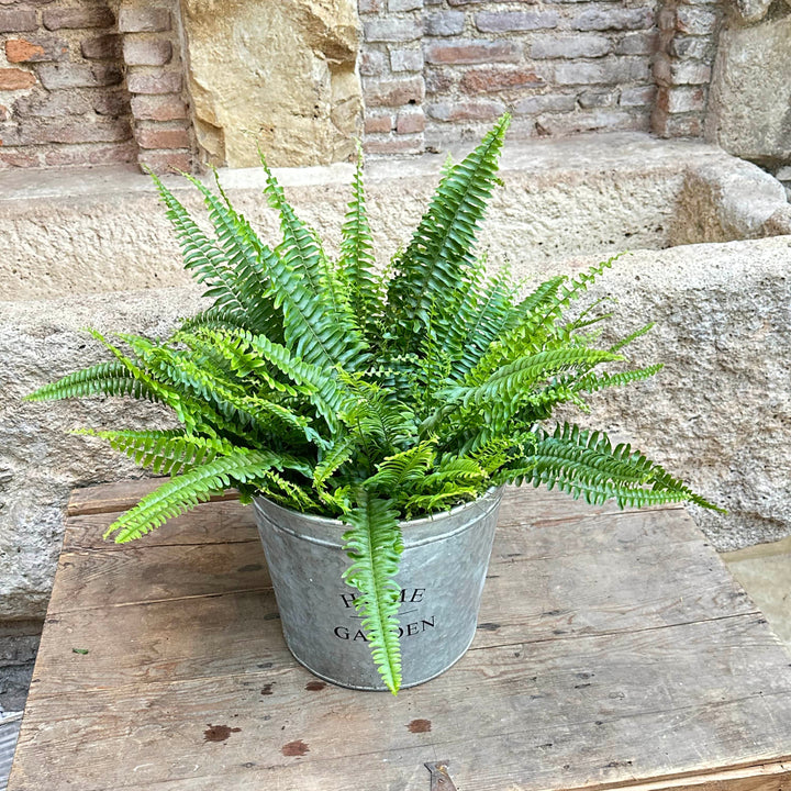 Nephrolepis exaltata (Helecho de Boston)