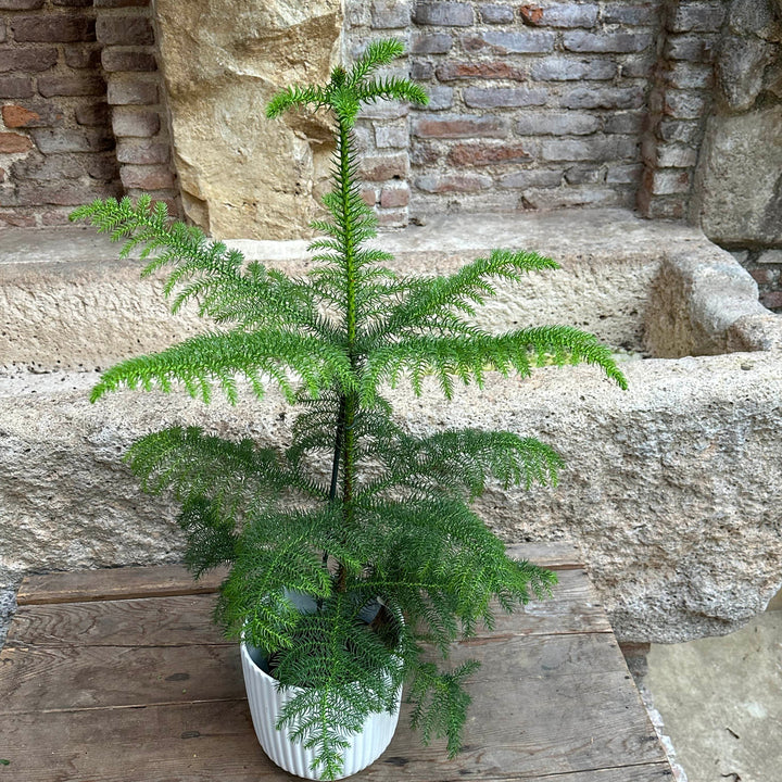 Araucaria heterophylla