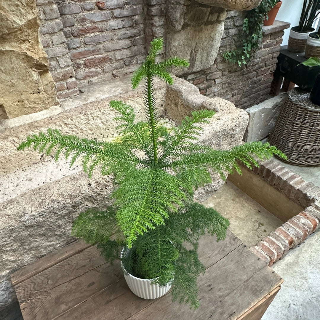 Araucaria heterophylla