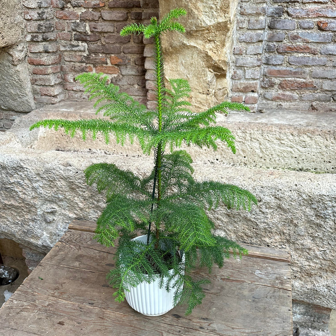 Araucaria heterophylla