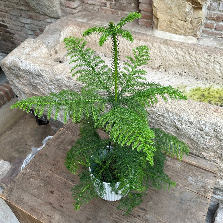 Araucaria heterophylla