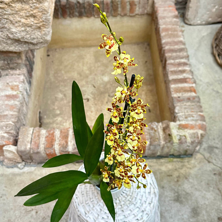 Orquídea - Odontoglossum amarilla moteada - M