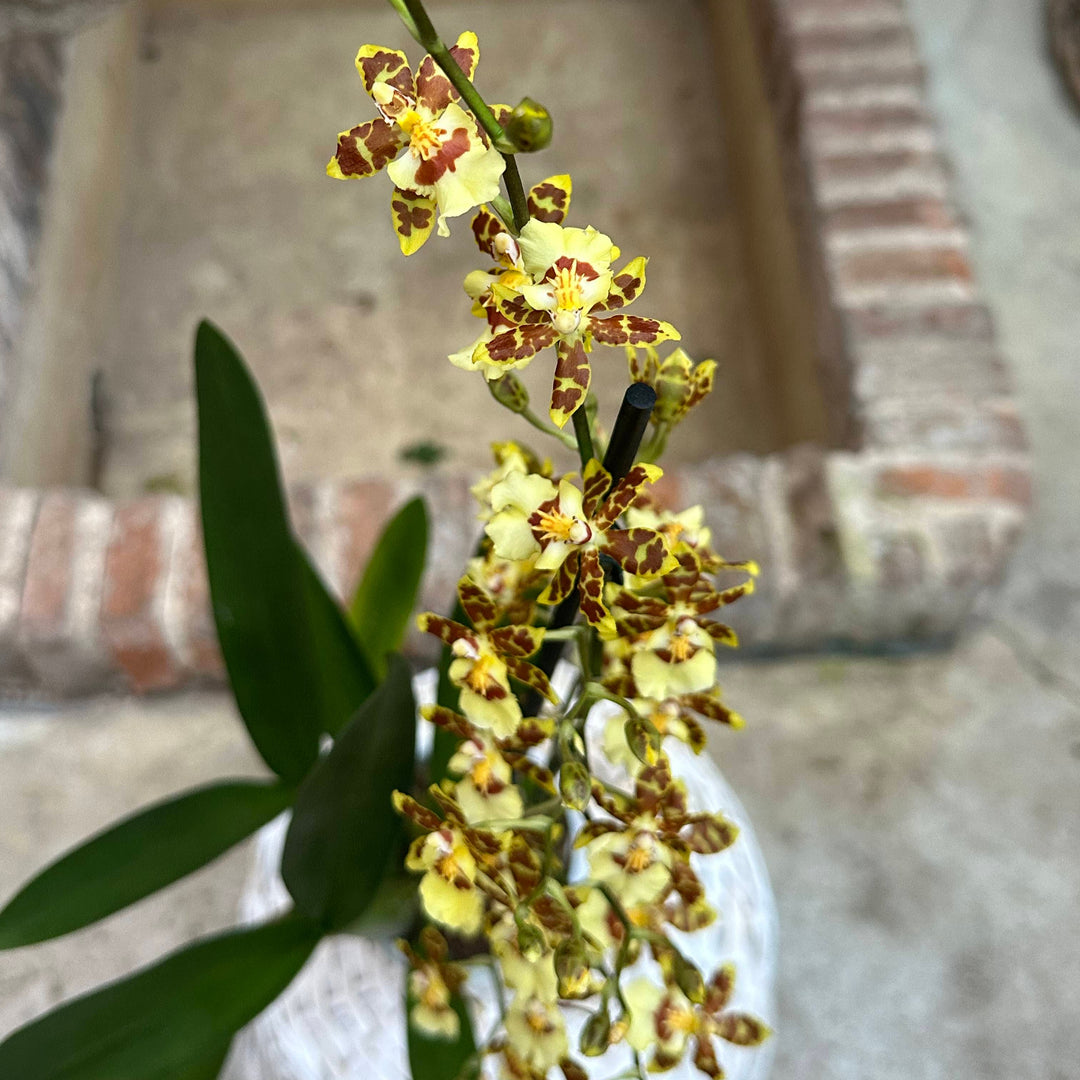 Orquídea - Odontoglossum amarilla moteada - M