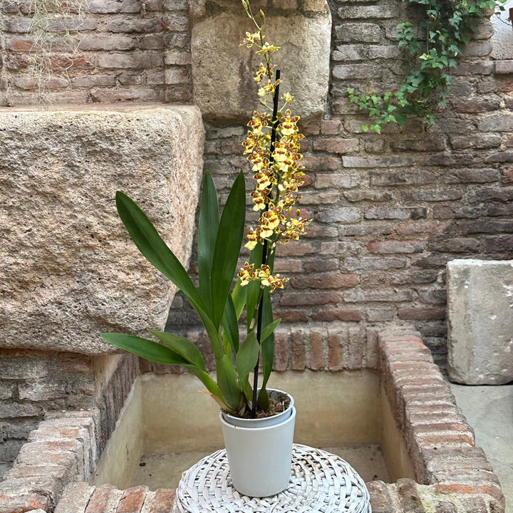 Orquídea - Odontoglossum amarilla moteada - M