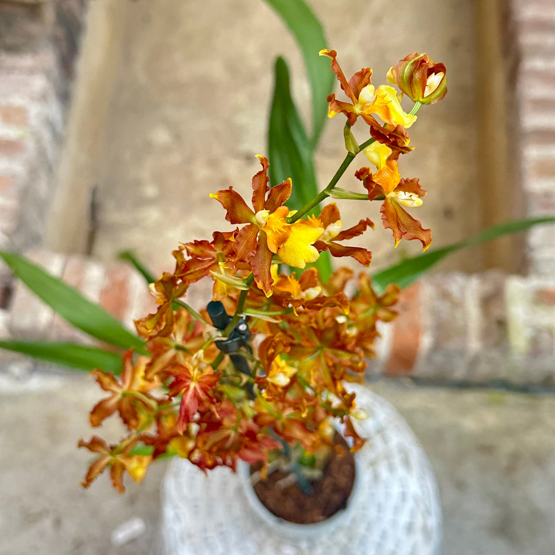 Orquídea - Odontoglossum naranja - M