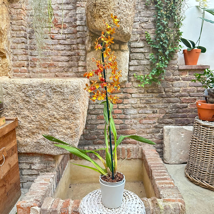 Orquídea - Odontoglossum naranja - M