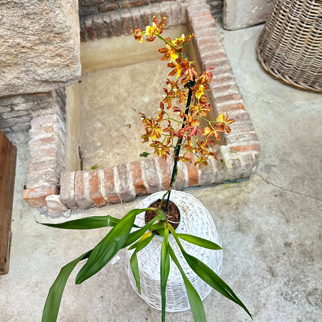 Orquídea - Odontoglossum naranja - M