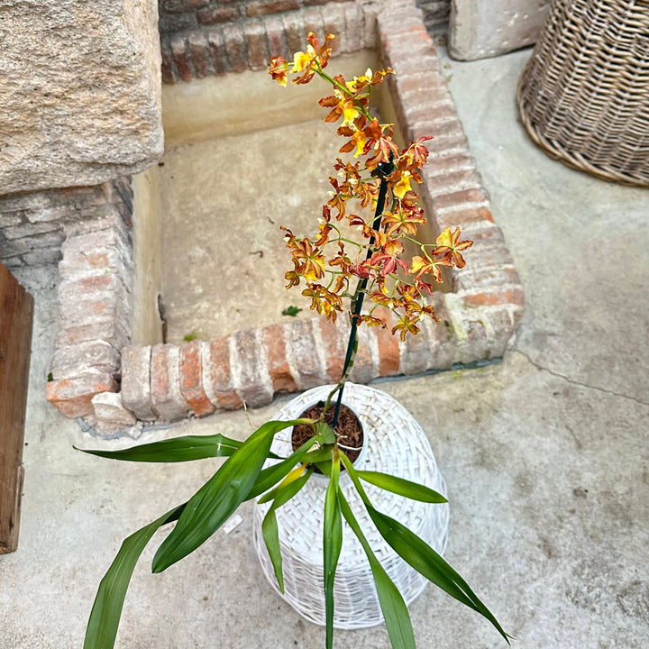 Orquídea - Odontoglossum naranja - M
