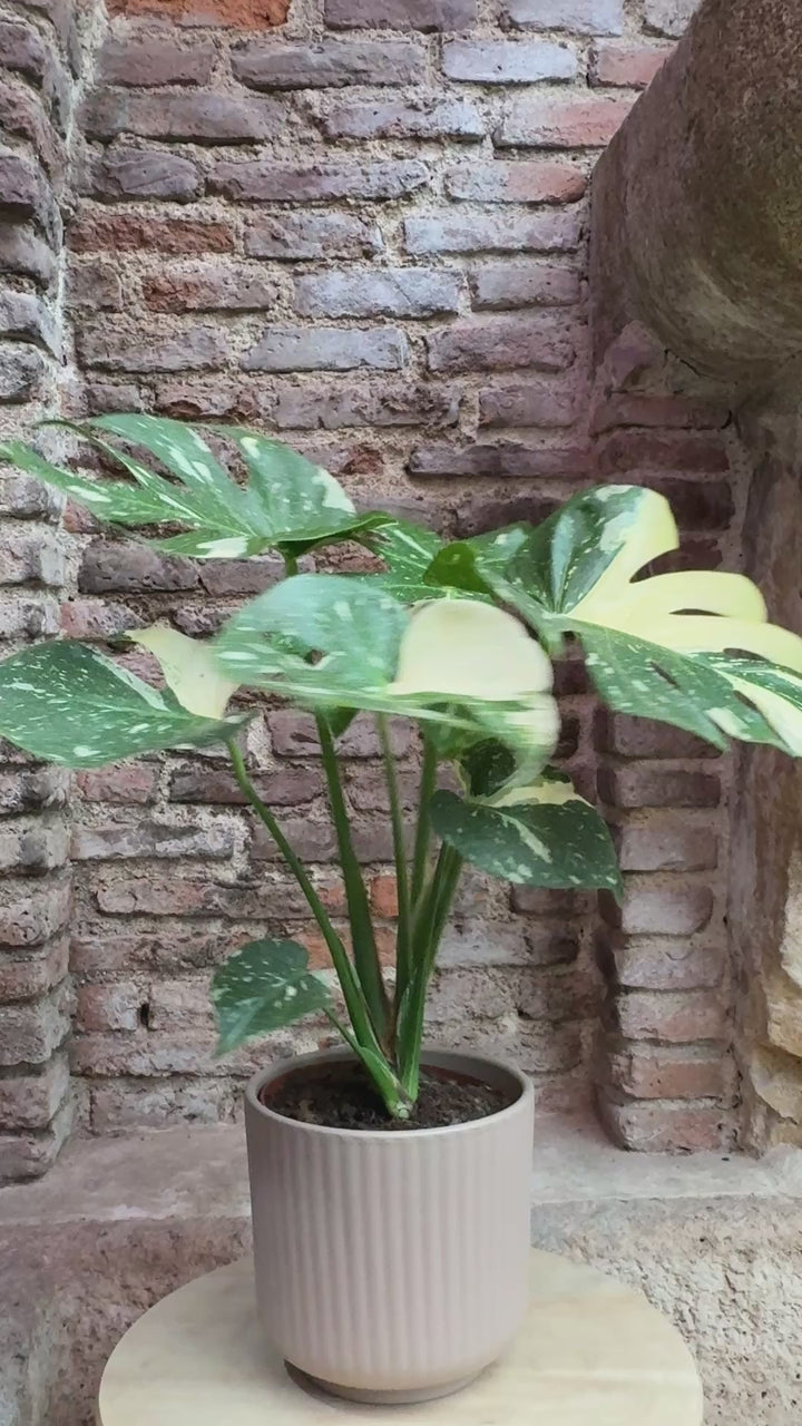 Monstera deliciosa variegada "Thai constellation"